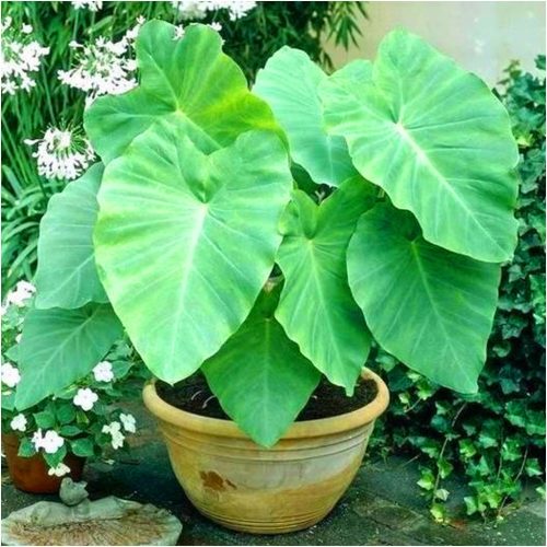 Colocasia Esculenta Gigantyczna Kolokazja SLONOVE UŠI 1 kom + GRATIS