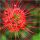 SPIDER LILY Red LYCORIS RADIATA SYMBOL OF KOREA luk 3 kom + GRATIS