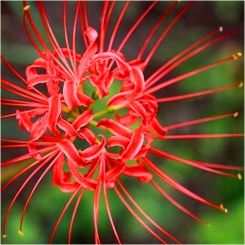 SPIDER LILY Red LYCORIS RADIATA SYMBOL OF KOREA luk 3 kom + GRATIS