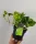 Epipremnum N'Joy Zlato 25 cm