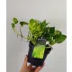 Epipremnum N'Joy Zlato 25 cm