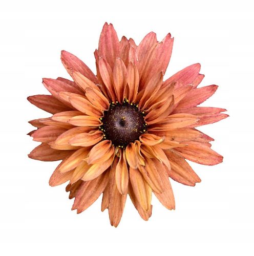 Rudbeckija Dark Orange