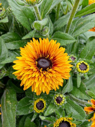 Rudbekia Flamenco Bright Orange, dugotrajno cvjetajuća biljka s puno žutih cvjetova, idealna za vaš vrt