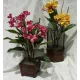 Tropski cvijet Lei - Frangipani