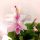 Grudnik Schlumbergera PUDROWY ROZ - veličina S
