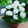 Pelargonija Bijela F2 (Pelargonium zonale) 12 sjemenki