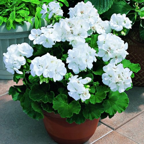 Pelargonija Bijela F2 (Pelargonium zonale) 12 sjemenki