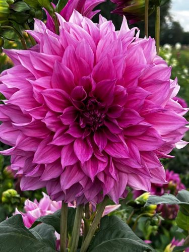 Dahlia Emory Paul 1 kom