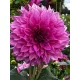 Dahlia Emory Paul 1 kom