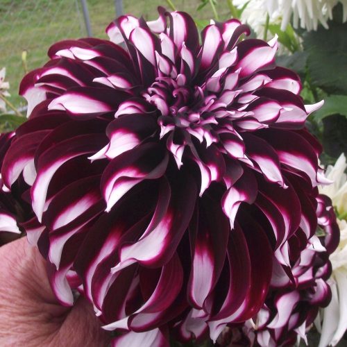 Dahlia Tartan 1 kom