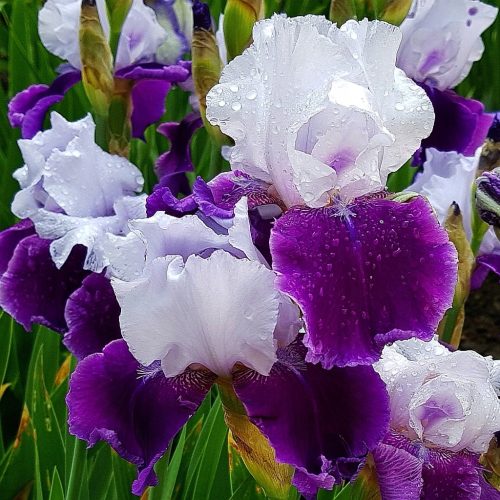 Iris bradati American Patriot 1 kom