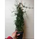 Jasminum Polyanthum XL
