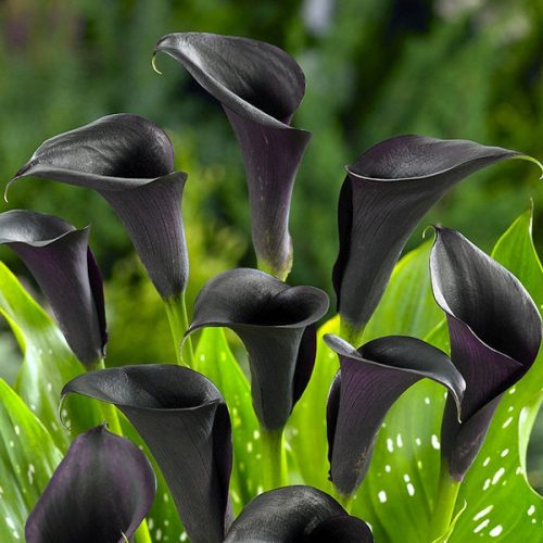 Calla Kalla Zantedeschia luk Odessa 1 kom