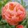 Coral Charm Herbaceous Peony 1 kom sadnice