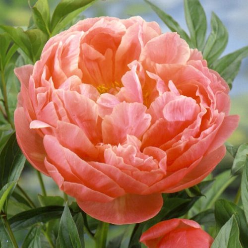 Coral Charm Herbaceous Peony 1 kom sadnice
