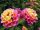 Lantana 'Ruža'