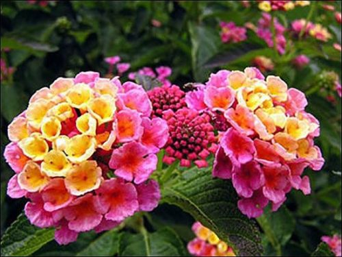 Lantana 'Ruža'