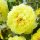Božur, Paeonia - Bartzella - dvostruki sa žutim laticama - sadnica