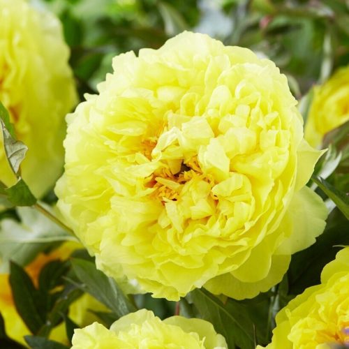 Božur, Paeonia - Bartzella - dvostruki sa žutim laticama - sadnica
