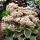 Sedum Dijamantna Oštrica - Sedum - sadnica