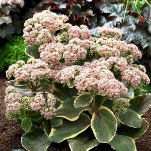 Sedum Dijamantna Oštrica - Sedum - sadnica