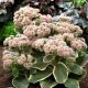 Sedum Dijamantna Oštrica - Sedum - sadnica