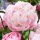 Paeonia - Lady Alexandra Duff - Sjednica
