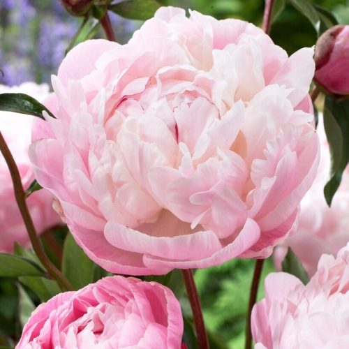 Paeonia - Lady Alexandra Duff - Sjednica