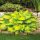 Banana Bay Hosta Funkia Garden Plant 1 pc - Ideal for Shade and Sun