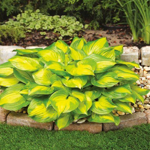 Banana Bay Hosta Funkia Garden Plant 1 pc - Ideal for Shade and Sun
