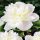 Piwonia Duchesse De Nemours 1 kom Paeonia Sadnice Mirisne