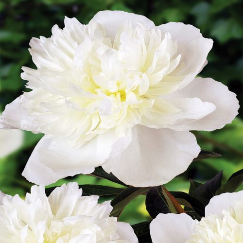Piwonia Duchesse De Nemours 1 kom Paeonia Sadnice Mirisne