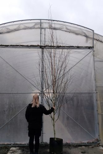 BLAGODATNA BREZA 'JACQUEMONTA' kao 'DOORENBOS' 400cm+