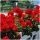 Sjemenke Pelargonium 0,05 g