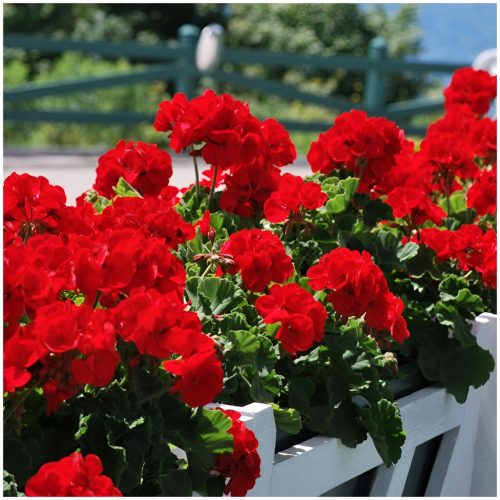 Sjemenke Pelargonium 0,05 g