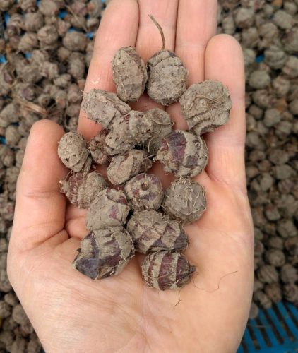 CHUFA CRNI MIGDAL - CIBORA JADALNA - ORASI TIGROVI - VELIKI CRNI - 20 KOM