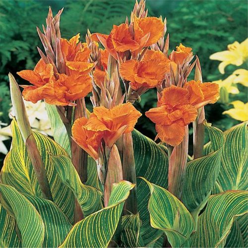 Canna Kanna Grasshopper Pretoria 1 kom sadnica bulve kanny
