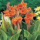 Canna Kanna Grasshopper Pretoria 1 kom sadnica bulve kanny