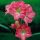 Hippeastrum - Amaryllis Susan 1 kom