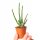 Sadnica Mačji Rep Euphorbia Alluaudii u Posudi od 0,5l
