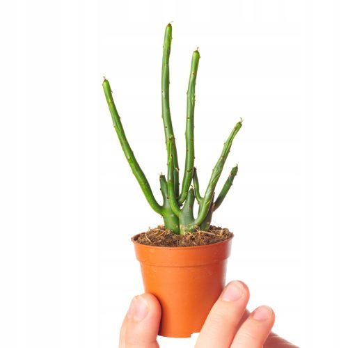 Sadnica Mačji Rep Euphorbia Alluaudii u Posudi od 0,5l