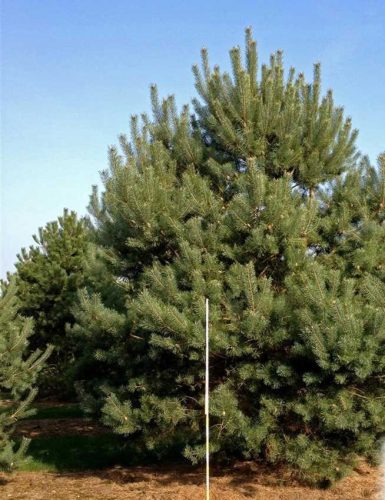  P11 OBIČNI BOR PINUS SYLVESTRIS
