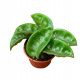 Hoya carnosa krinkle 8 hoja DØ 6cm