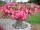 Ruža Pustinjska Desert Rose Adenium Pink