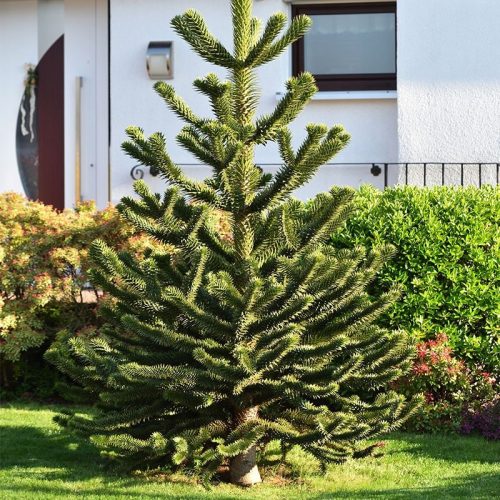 ileanska Araukarija - Majmunsko Stablo 0,8L + Garancija