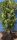 Novita Lovor Cherry Seedlings for Hedge 60-80cm FROST-RESISTANT 3x Pruned
