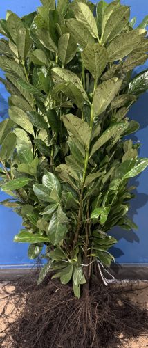 Novita Lovor Cherry Seedlings for Hedge 60-80cm FROST-RESISTANT 3x Pruned
