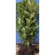 Novita Lovor Cherry Seedlings for Hedge 60-80cm FROST-RESISTANT 3x Pruned
