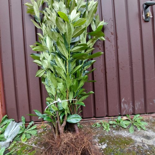Lovor trešnje Caucasica sadnice za ZIMZELENU živicu 60-80cm