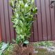 Lovor trešnje Caucasica sadnice za ZIMZELENU živicu 60-80cm